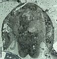 Cambroraster H-element ROMIP 65079