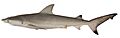 Carcharhinus cautus csiro-nfc