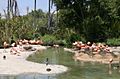 Caribbean Flamingo pool