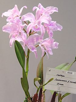 Cattleya lawrenceana forma concolor Diana.jpg