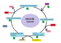Ciclo calvin