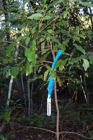 Archivo:Cinnamomum oliveri - Seven Mile Beach