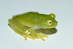Cricket Glass Frog - Hylinobatrachium colymbiphyllum.jpg