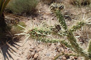 Archivo:Cylindropuntia acanthocarpa kz1