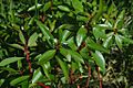 Drimys lanceolata