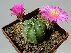 E-c pulchellus P495 XN30f Khanon Ss215.jpg