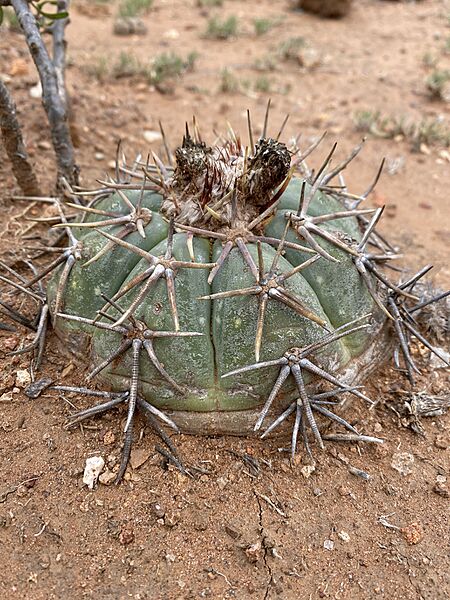 Echinocactus horizonthalonius horizonthalonius