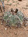 Echinocactus horizonthalonius horizonthalonius