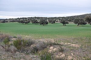 Archivo:Encinas en Mironcillo