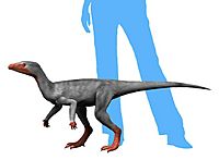 Archivo:Eoraptor NT small