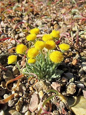 Archivo:Erigeron aphanactis 2