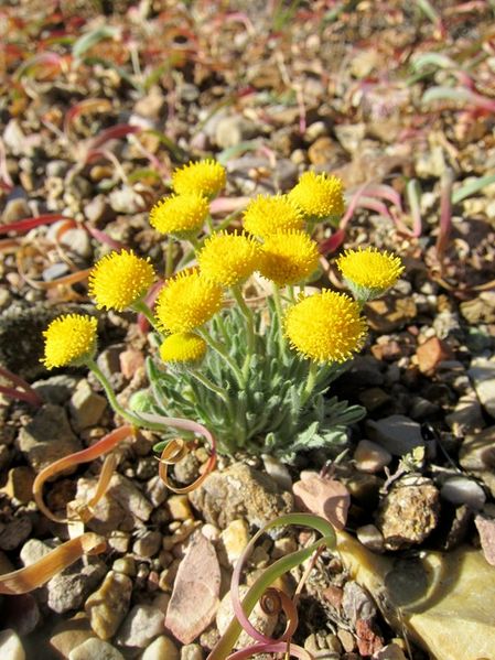 Erigeron aphanactis 2
