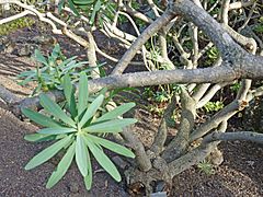Archivo:Euphorbia berthelotii (Jardín Botánico Canario Viera y Clavijo)