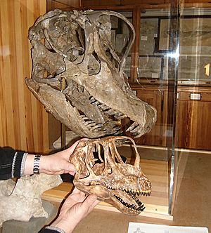Archivo:Europasaurus und Giraffatitan skulls