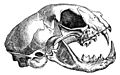 Felis catus-skull-drawing