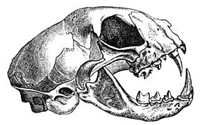 Felis catus-skull-drawing