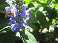 Flor + abeja