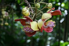 Flora de la Isla Sur-Nueva Zelanda07.JPG