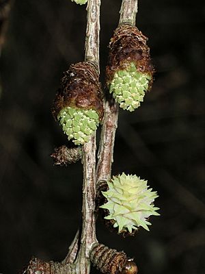 Archivo:Flowers of Japanese larch emerging