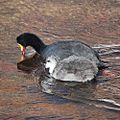 Fulica gigantea-Giant Coot (Adult and young)