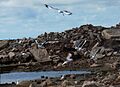 GAVIOTAS SOBRE ESCOMBROS