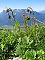 Geum rivale02