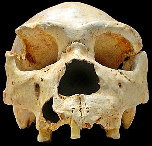 Archivo:Homo heidelbergensis-Cranium -5