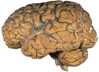 Archivo:Human brain NIH
