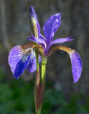Archivo:Iris germanica (Purple bearded Iris), Wakehurst Place, UK - Diliff