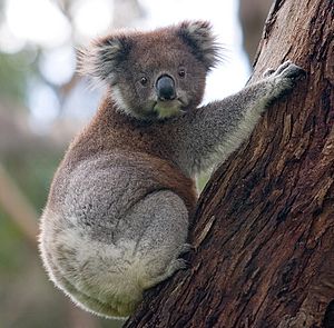 Archivo:Koala climbing tree