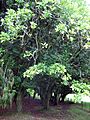 Kohekohe267trees