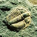 Kootenia sp