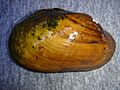 Lampsilis powellii