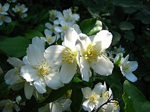 Archivo:Lewis's Mock-orange NFUW - Umatilla NF Oregon