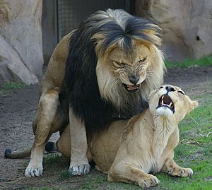 Archivo:Lions mating Denver Zoo