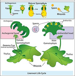 Archivo:Liverwort life cycle