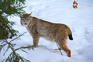 Archivo:Lynx Nationalpark Bayerischer Wald 01