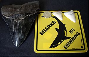 Archivo:Megalodon tooth great white shark teeth