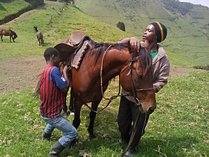Archivo:Men looking after horses in Goma DRC...2
