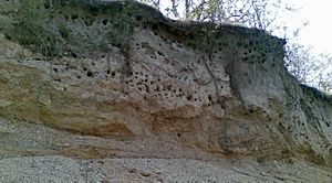 Archivo:Merops apiaster burrows