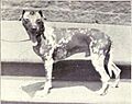 Mexican Hairless from 1915