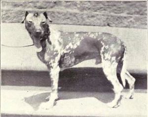 Archivo:Mexican Hairless from 1915