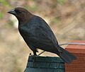 Molothrus ater (male)