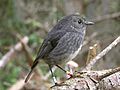 NZ North Island Robin-2