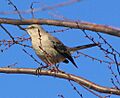 Northern Mockingbird in tree - side view P.2005.03.29