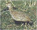 Nothura maculosa