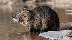 Archivo:Nutria (Myocastor coypus) in a partially frozen river Ljubljanica