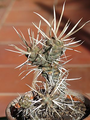 Archivo:Opuntia diademata 1
