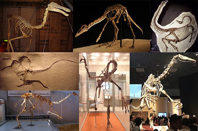 Ornithomimosauria Diversity