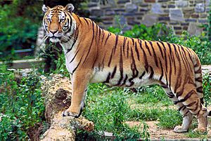 Archivo:Panthera tigris tigris